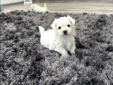 Maltese Terrier Yavru