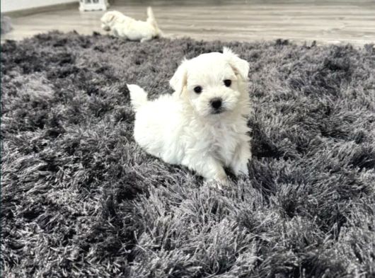 Maltese Terrier Yavru görsel