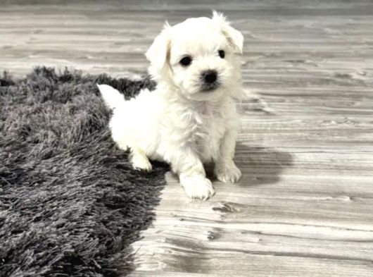 Maltese Terrier Yavru görsel