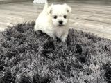 Maltese Terrier Yavru