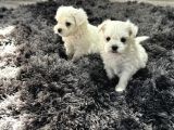 Maltese terrier yavru