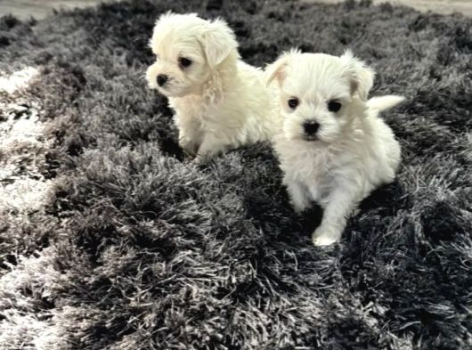 Maltese Terrier Yavru