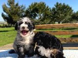 Mini Bernedoodle Yavrular Yeni Ailelerini Arıyor