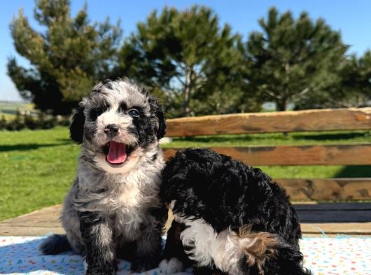 Mini Bernedoodle Yavrular Yeni Ailelerini Arıyor görsel