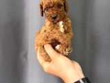 TOY POODLE BEBEKLER