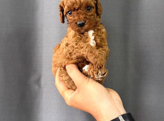 Toy Poodle Bebekler