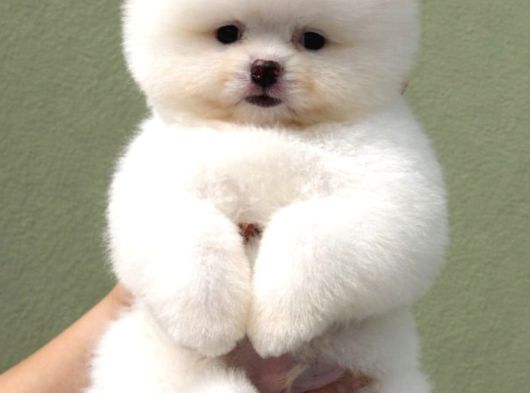 Pomerri̇an Boo Sevi̇mli̇ Yavrular görsel