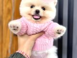 Pomerri̇an Boo Sevi̇mli̇ Yavrular