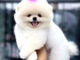Pomerri̇an Boo Sevi̇mli̇ Yavrular