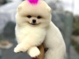 Pomerri̇an Boo Sevi̇mli̇ Yavrular