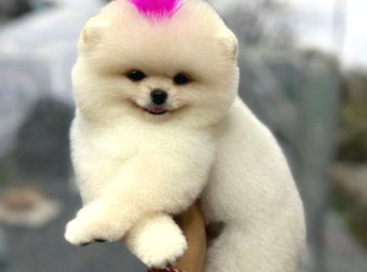 Pomerri̇an Boo Sevi̇mli̇ Yavrular görsel