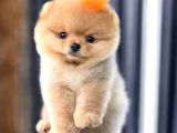 POMERRİAN BOO SEVİMLİ YAVRULAR