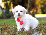Maltese Terri̇er Ci̇nsi̇ Yavrular
