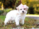 MALTESE TERRİER CİNSİ YAVRULAR