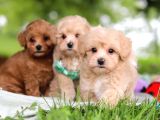 MALTİPOO CİNSİ YAVRULAR EV ÜRETİMİ