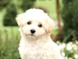Kar Beyaz Maltese Terri̇er Ci̇nsleri̇