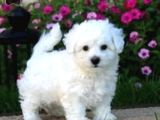 KAR BEYAZ MALTESE TERRİER CİNSLERİ