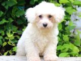 Kar Beyaz Maltese Terri̇er Ci̇nsleri̇
