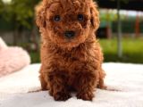 Toy Poodle Sevi̇mli̇ Yavrular Ev Üreti̇mi̇