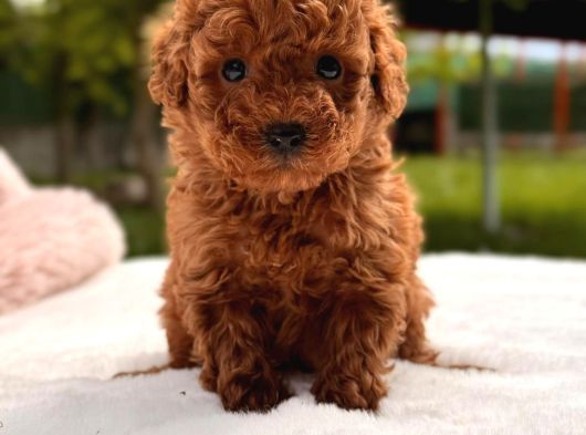 Toy Poodle Sevi̇mli̇ Yavrular Ev Üreti̇mi̇ görsel