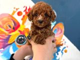 TOY POODLE SEVİMLİ YAVRULAR EV ÜRETİMİ