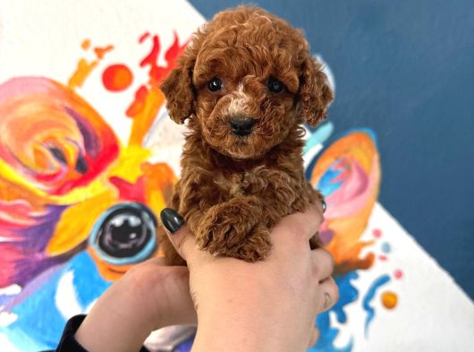 Toy Poodle Sevi̇mli̇ Yavrular Ev Üreti̇mi̇