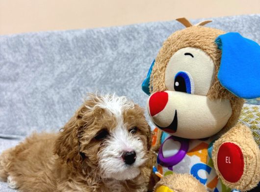 Kahve Tonlu Malti̇poo Ci̇nsi̇ Yavrular görsel