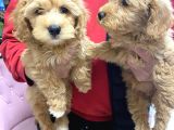 KAHVE TONLU MALTİPOO CİNSİ YAVRULAR