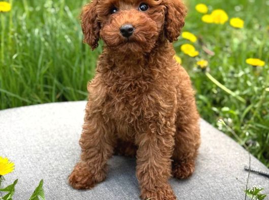 Toy Poodle Sevi̇mli̇ Yavrular Ev Üreti̇mi̇