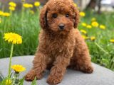 Toy Poodle Sevi̇mli̇ Yavrular Ev Üreti̇mi̇