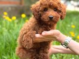 Toy Poodle Sevi̇mli̇ Yavrular Ev Üreti̇mi̇