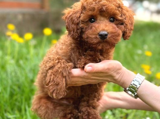 Toy Poodle Sevi̇mli̇ Yavrular Ev Üreti̇mi̇ görsel