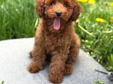 Toy Poodle Sevi̇mli̇ Yavrular Ev Üreti̇mi̇