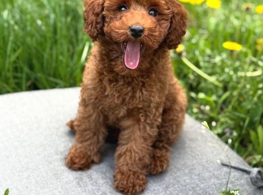 Toy Poodle Sevi̇mli̇ Yavrular Ev Üreti̇mi̇ görsel