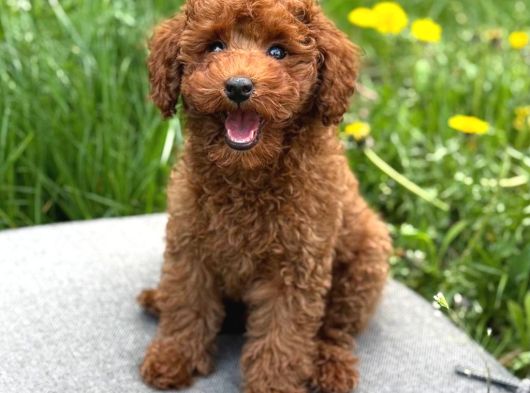 Toy Poodle Sevi̇mli̇ Yavrular Ev Üreti̇mi̇ görsel