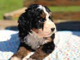 Mini Bernedoodle Yavrular Yeni Ailelerini Arıyor
