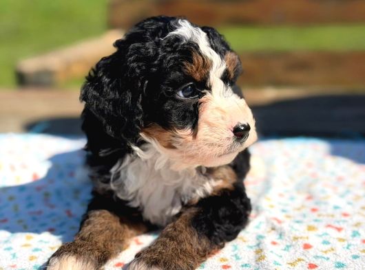 Mini Bernedoodle Yavrular Yeni Ailelerini Arıyor görsel