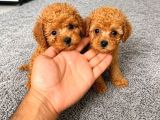 Toy Poddle Bebekleri̇mi̇z Mi̇ni̇ Mi̇ni̇
