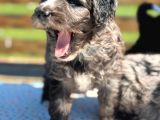 mini Bernedoodle Yavrular Yeni Ailelerini Arıyor