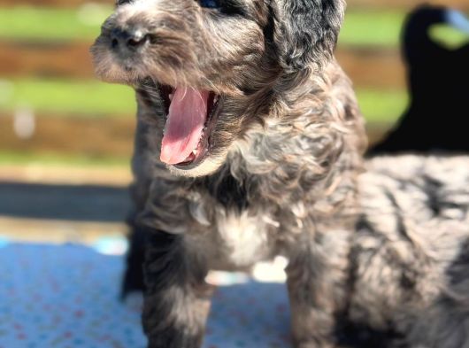 Mini Bernedoodle Yavrular Yeni Ailelerini Arıyor