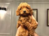 Köpeğimizin Gözümüz Gibi Baktığımız Toypooddlebebekleri