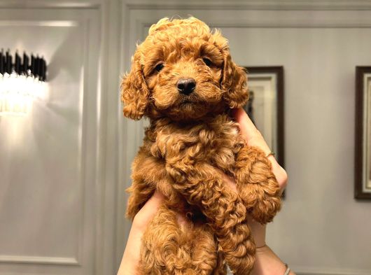 Köpeğimizin Gözümüz Gibi Baktığımız Toypooddlebebekleri görsel