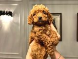 Köpeğimizin Gözümüz Gibi Baktığımız Toypooddlebebekleri