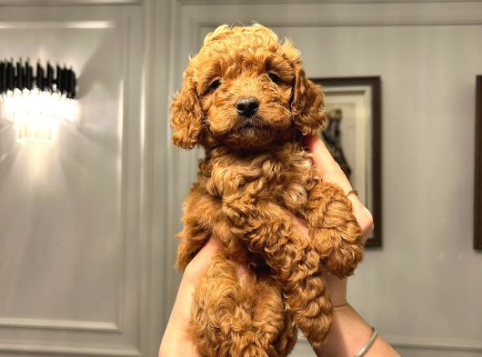 Köpeğimizin Gözümüz Gibi Baktığımız Toypooddlebebekleri görsel