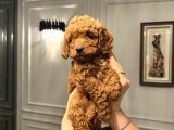 Köpeğimizin Gözümüz Gibi Baktığımız Toypooddlebebekleri