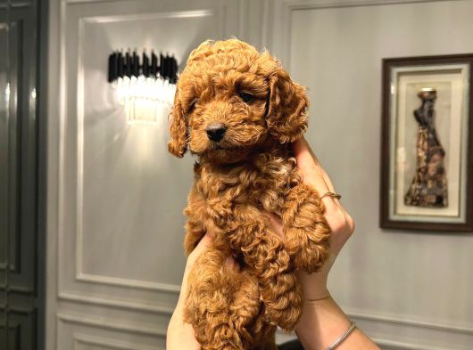 Köpeğimizin Gözümüz Gibi Baktığımız Toypooddlebebekleri görsel