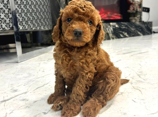 Köpeğimizin Gözümüz Gibi Baktığımız Toypooddlebebekleri