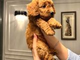 Köpeğimizin Gözümüz Gibi Baktığımız Toypooddlebebekleri