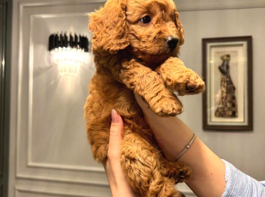 Köpeğimizin Gözümüz Gibi Baktığımız Toypooddlebebekleri görsel