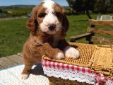 Irkının En Güzel Labradoodle Bebekleri